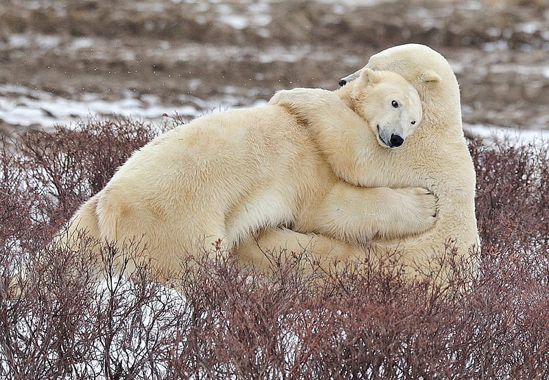 Bear Hug, hug, lovely, snow, two, bear, polar, HD wallpaper | Peakpx