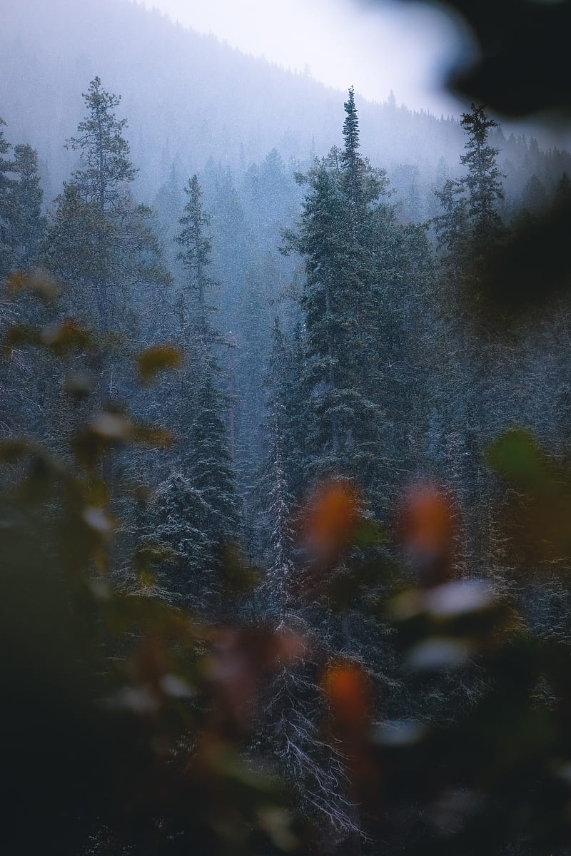 forest, trees, pines, snow, snowfall, HD phone wallpaper