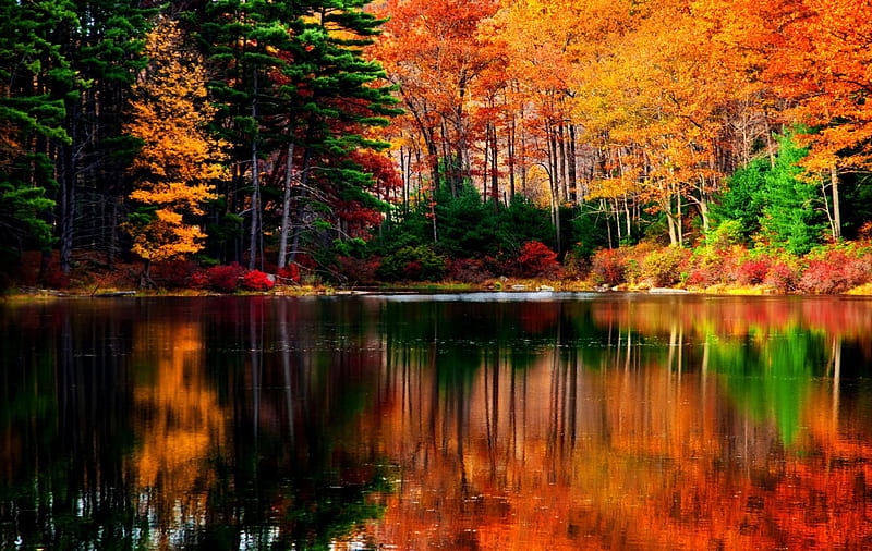 Autumn Symphony, red, forest, fall, autumn, orange, colors, yellow, bonito, trees, lake, green, calm waters, reflections, tranquility, HD wallpaper