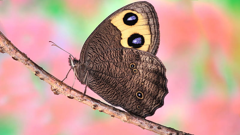 Light Brown Yellow Design Butterfly On Plant Stalk In Colorful Background Butterfly, HD wallpaper