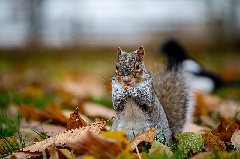 Animal Wallpaper / Squirrels Wallpapers | Download HD Wallpapers and Free  Images