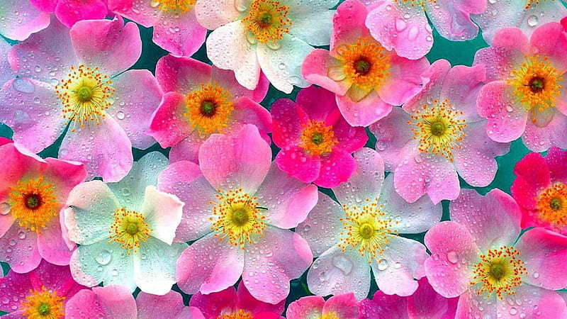 Flores lindas, lindas, coloridas, flores, naturaleza, Fondo de pantalla HD  | Peakpx