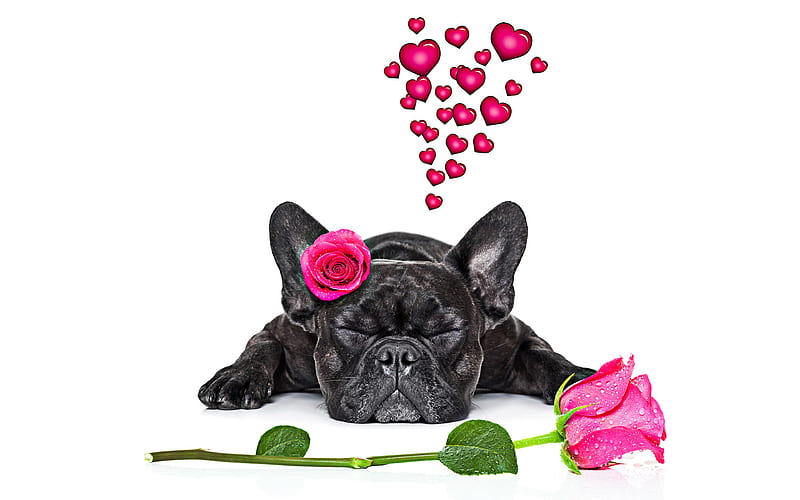 French bulldog, black little dog, pets, cute animals, dogs, pink roses, romance, HD wallpaper