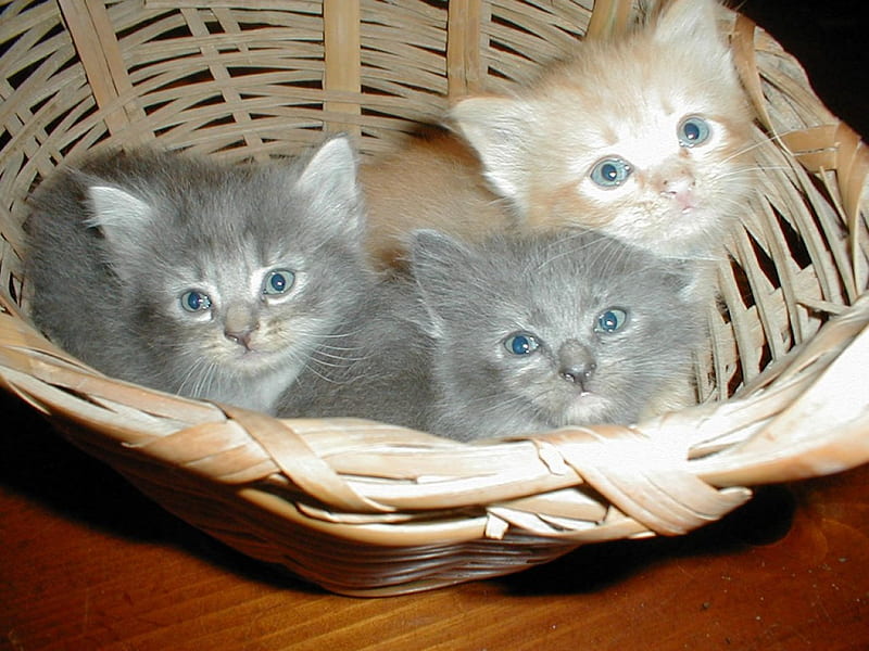 Three's company, family, group, basket, kittens, cat, HD wallpaper