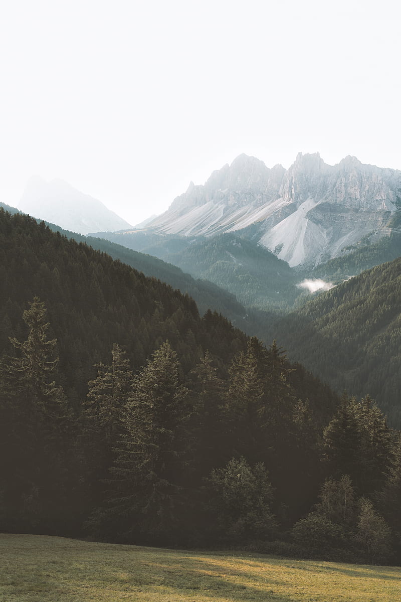 mountains, forest, fog, slopes, trees, HD phone wallpaper