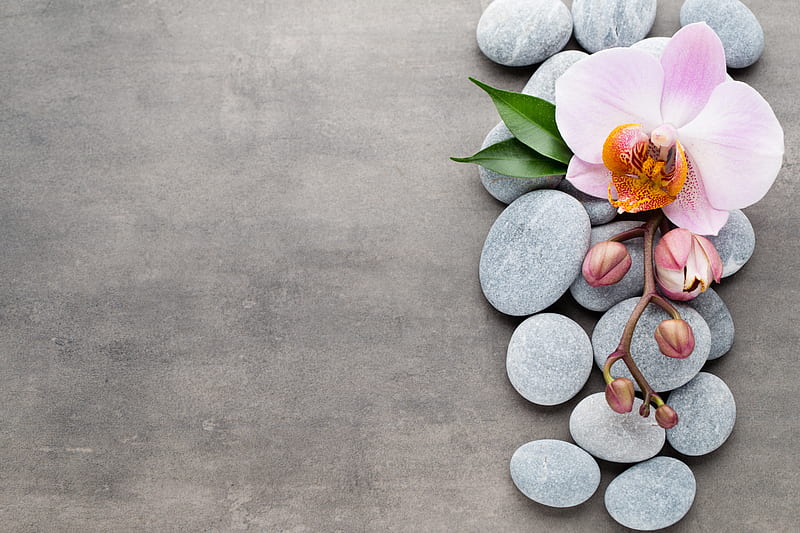 Orchid, flowers, stones, zen, HD wallpaper
