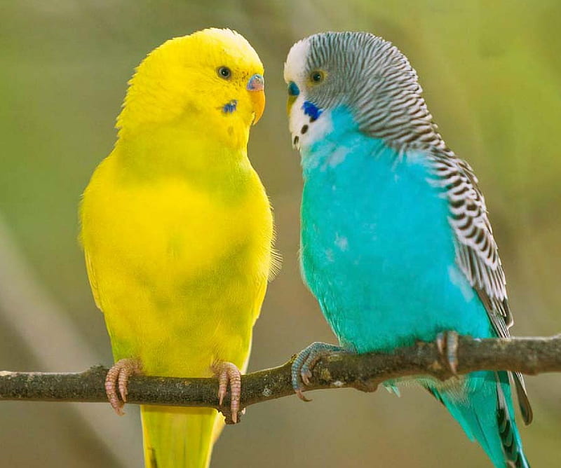 Parrots, animals, bonito, pets, HD wallpaper