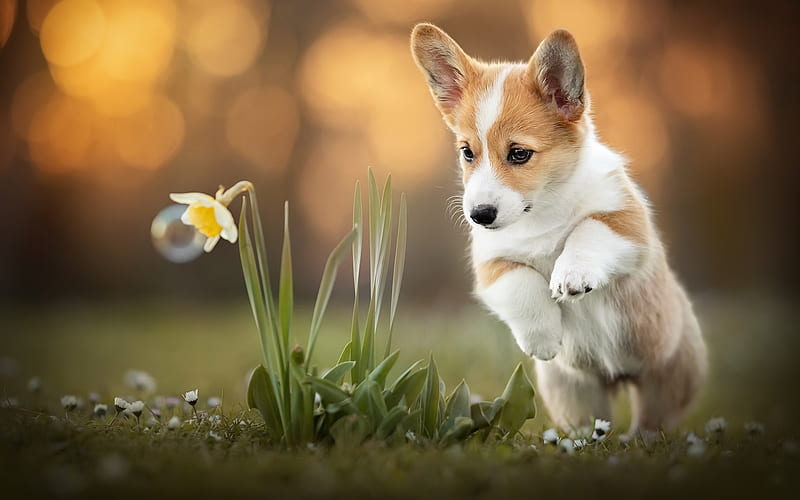 Pembroke Welsh Corgi, daffodil, animal, dog, HD wallpaper