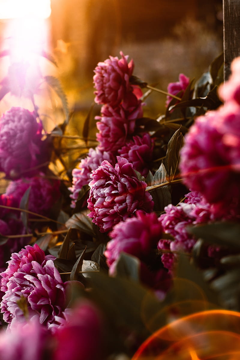peonies, flowers, pink, sunlight, flare, bloom, HD phone wallpaper