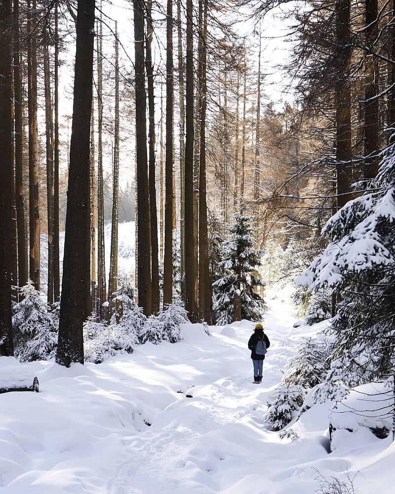 winter, forest, walk, snow, trees, solitude, HD phone wallpaper