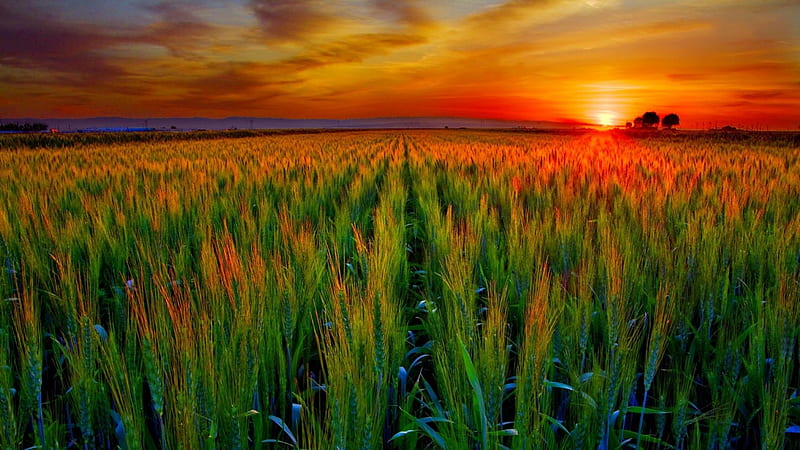 WHEAT FIELD at SUNSET, bakersfield, grain, california, wheat, golden, crop, sunset, spring, valley, central, HD wallpaper