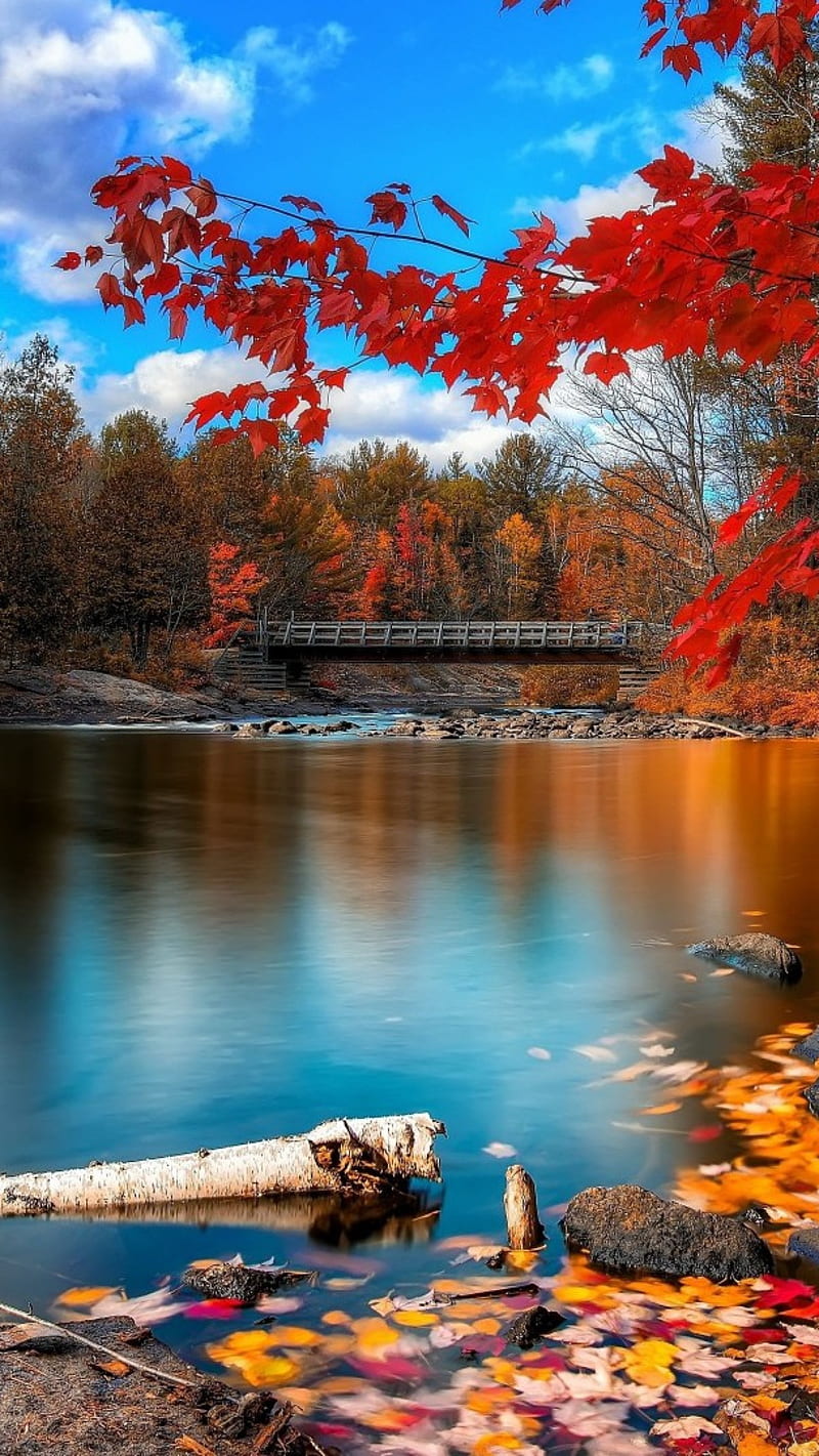 Nature Autumn, HD phone wallpaper | Peakpx