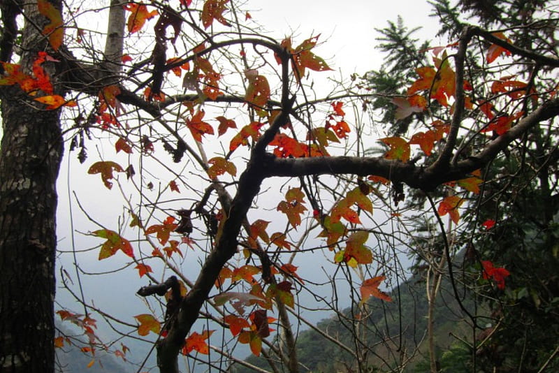 Maple leaves, mountain, tree, leaves, maple, HD wallpaper