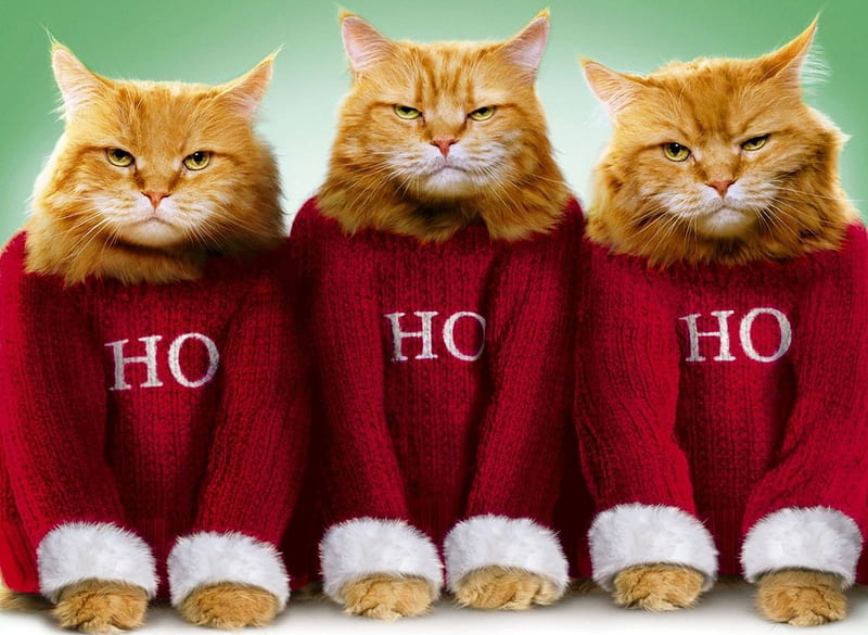 Ho Ho HO, red, craciun, orange, christmas, ginger, cat, animal, santa, green, funny, white, HD wallpaper