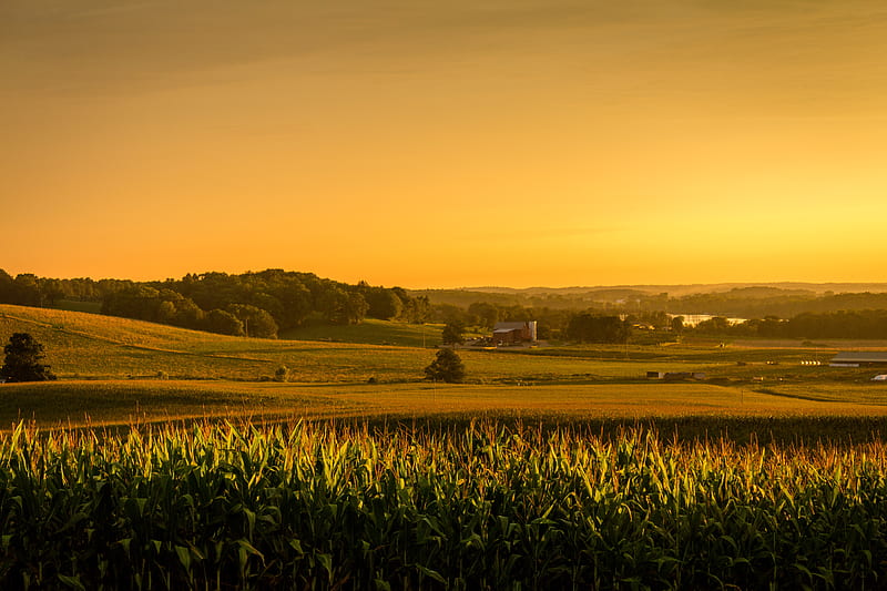 field, corn, vast, usa, ohio, HD wallpaper