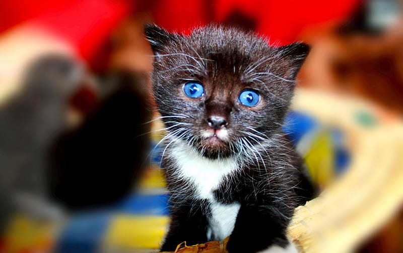 PLESEE,ADOPT ME!, eyes, blue, pity, kitty, HD wallpaper