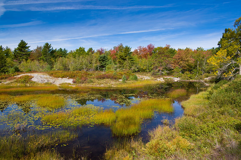 Acadia Wetlands, Trees, Marsh, Grass, Wetlands, National Parks, Nature, HD wallpaper