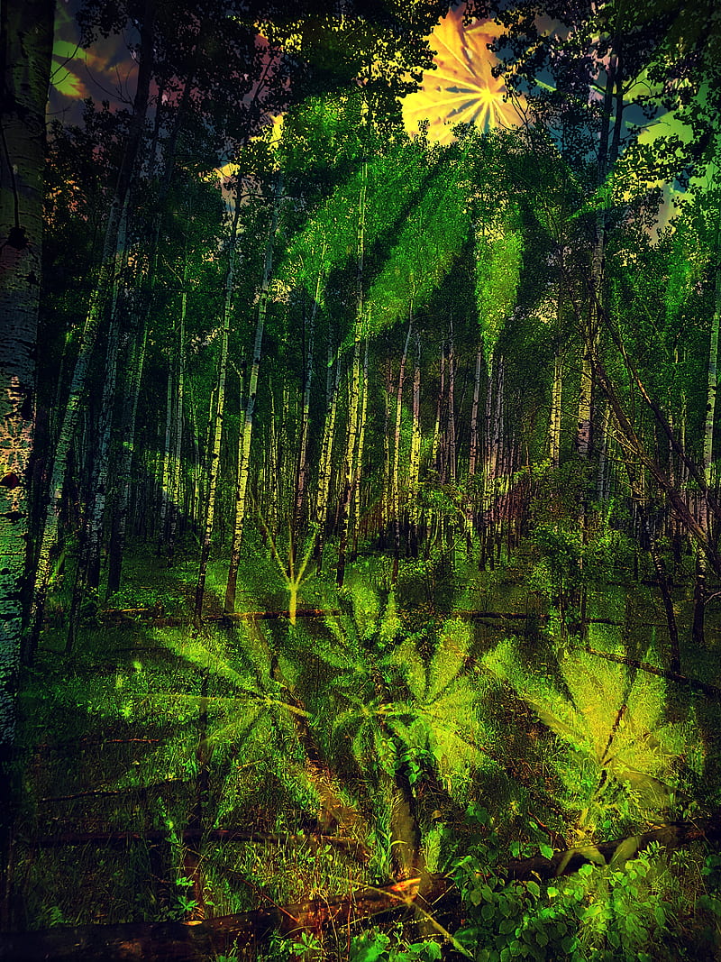 H**p Forest, 420, cannabis, green, nature, tree, HD phone wallpaper