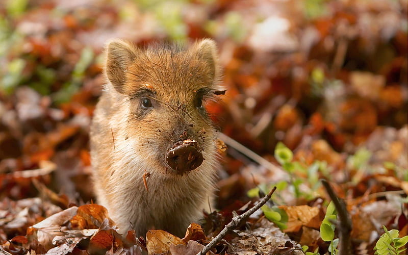 boar piglet-Wild Animal, HD wallpaper