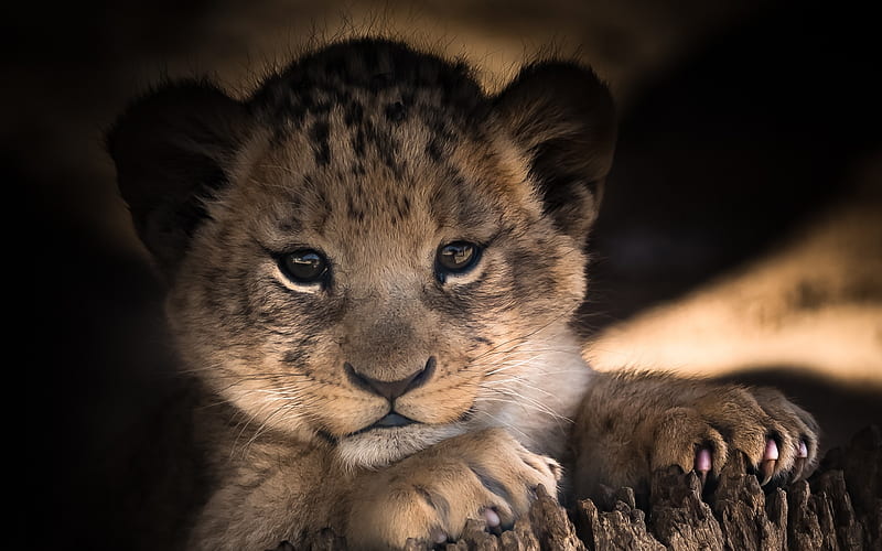 small lion cub, predator, Africa, wildlife, wild cat, lions, HD wallpaper
