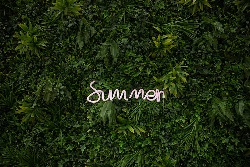 summer, vegetation, inscription, plants, greenery, HD wallpaper