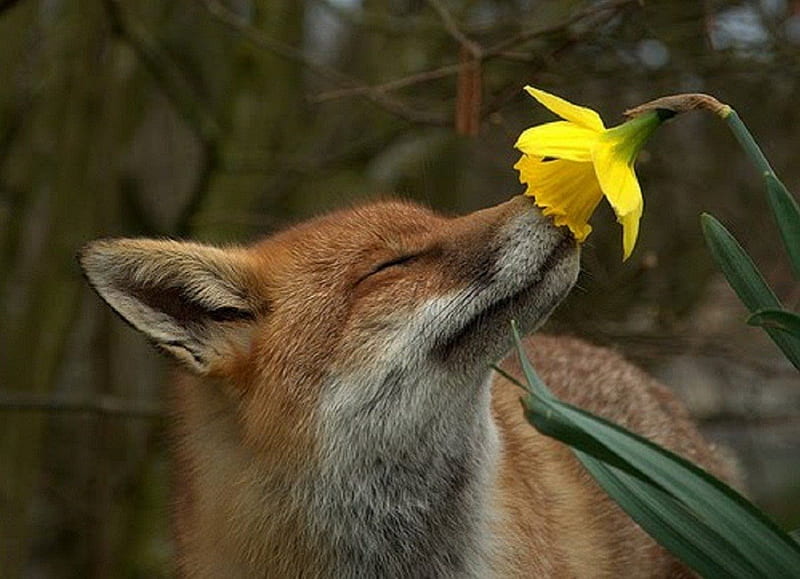 smelling flower, vulpes, canidae, carnivora, red fox, HD wallpaper