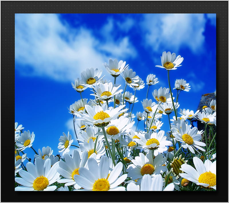 Spring Time, blue, clouds, daisies, flowers, nature, sky, white, HD wallpaper
