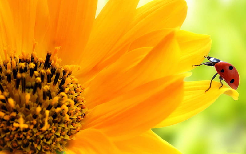 Sunflower close-up 05, HD wallpaper