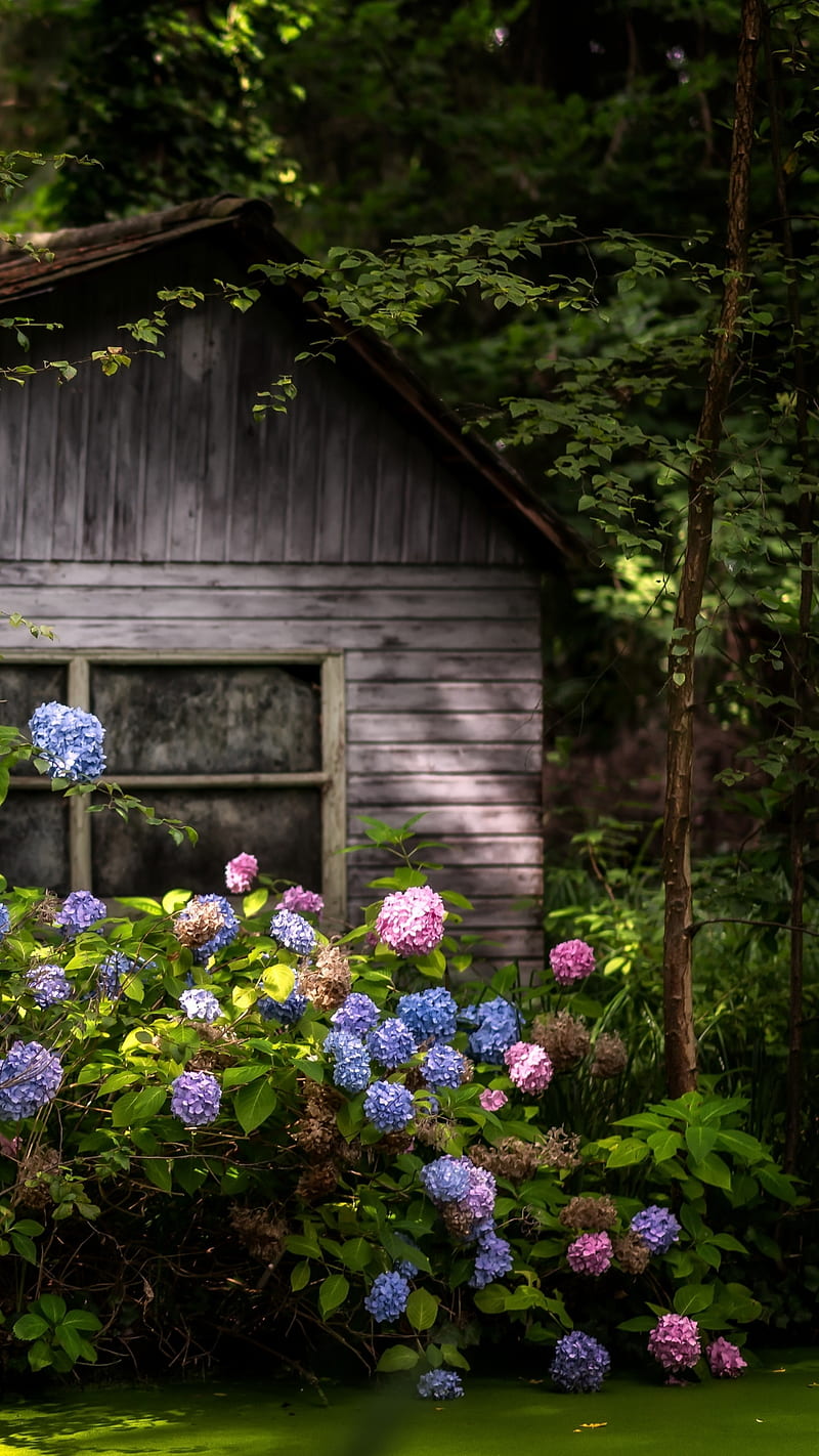 House in garden, flowers, garden, green leaves, home, house, pink, purple,  wooden, HD phone wallpaper | Peakpx
