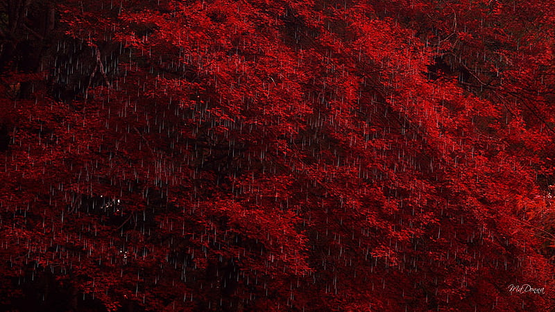 Fall Rain on Red, red, fall, autumn, maple, trees, raining, bright, color, season, rain, HD wallpaper