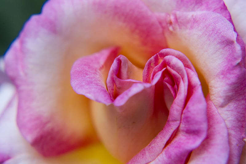 pink rose in bloom close up, HD wallpaper