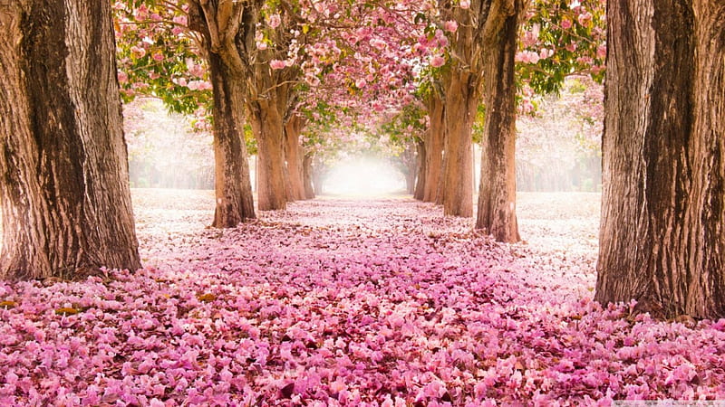 Beautiful Flowers on the path of LOVE, Love, Softness, bonito, Rose, Delicate, Nature, Pink, Life, Petals, Flower, HD wallpaper