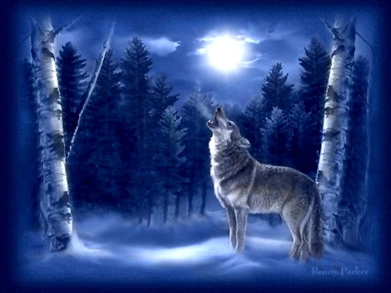 LONE WOLF, trees, moon, snow, wild, lone, wolf, reflection, howling, blue, HD wallpaper