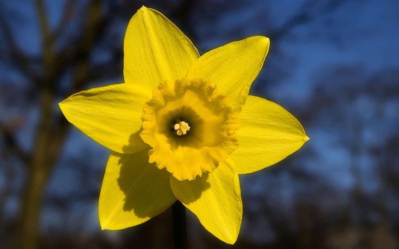 daffodil-Flowers, HD wallpaper