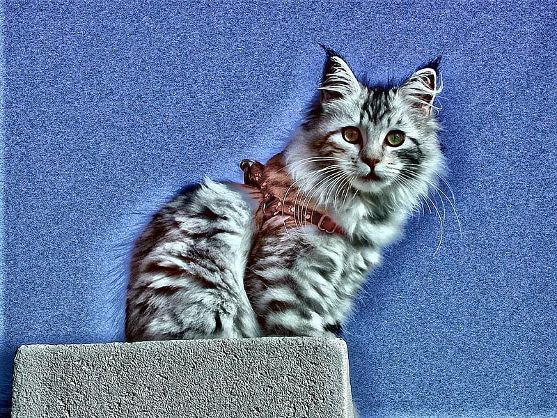 LAILA, pet, cat, kitten, HD wallpaper