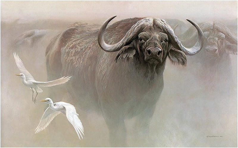 Water Buffalo, dangerous, powerful, wild, african, birds, HD wallpaper