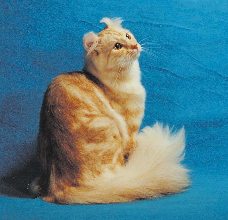 The American Curl, feline, american curl, cat, curl, HD wallpaper