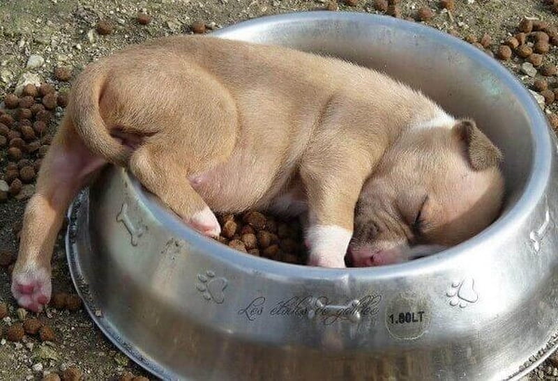 SNUGGLE IN, PUPPY, PAWS, DOGFOOD, BOWL, HD wallpaper