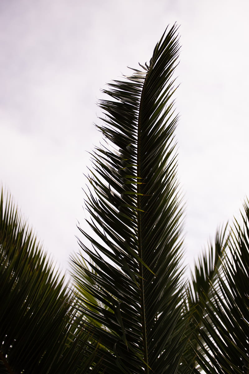 palm, branch, leaves, carved, plant, HD phone wallpaper