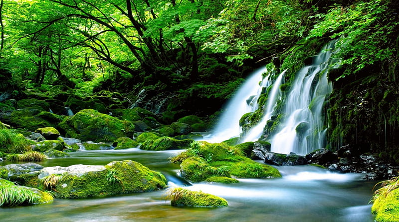 Forest waterfall, pretty, rocks, fall, fores, lovely, bonito, trees, stones, green, serenity, waterfall, nature, HD wallpaper