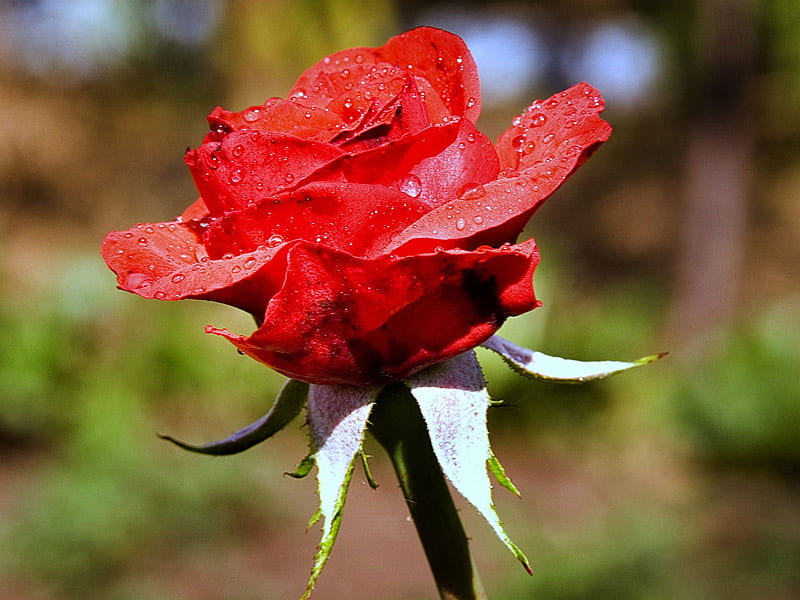 Wet Rose, red, raindrops, flowers, nature, bonito, drops, roses, HD wallpaper