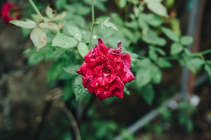 red flower in tilt shift lens, HD wallpaper