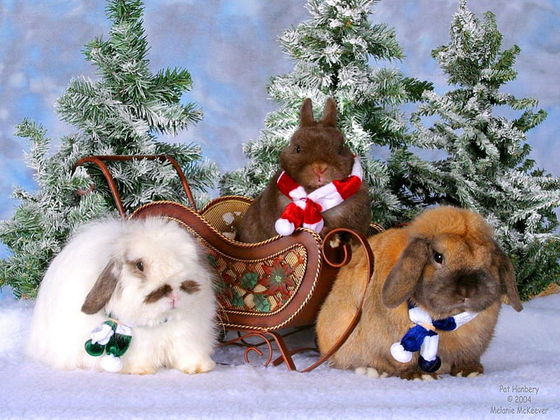 Winter trio, scarves, brown, snow, rabbits, white, trees, winter, HD wallpaper