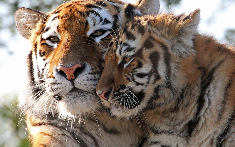 Tigers, cub, tigru, tiger, mother, animal, HD wallpaper