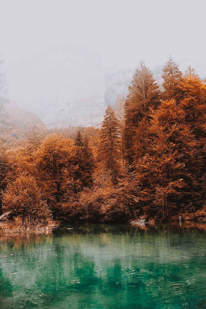trees, autumn, lake, fog, water, HD phone wallpaper