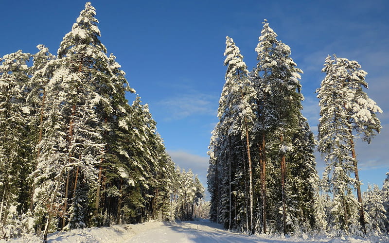 Winter Road in Latvia, Latvia, snow, trees, winter, road, HD wallpaper ...