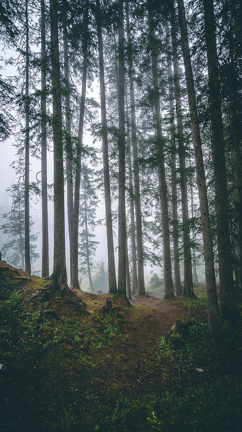 forest, trees, fog, pines, trunks, coniferous, HD phone wallpaper