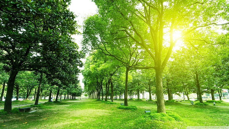 Footpath and Trees in Park, Asia, green, nature, forests, trees, HD wallpaper