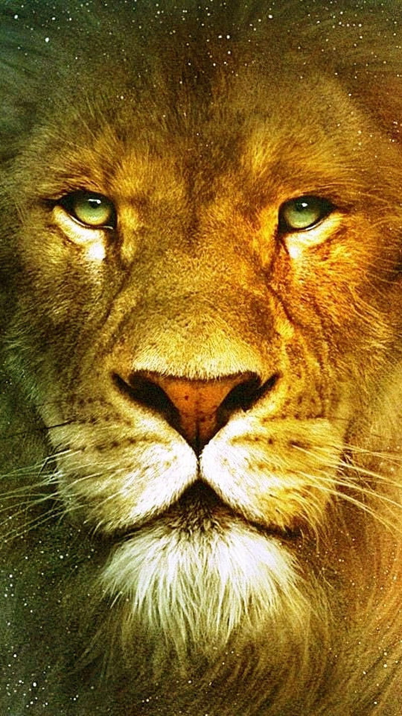 The Lion , the king of jungle, HD phone wallpaper