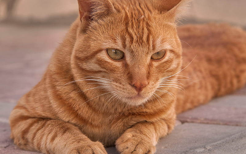 Arabian Mau, ginger cat portrait, domestic cat, cute animals, cats, HD wallpaper